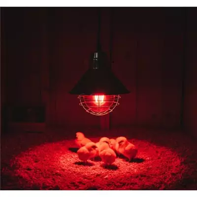 /resimler/cacheweb/urunler/infared-lamba-250-watt-kirmizi-cam-e-271_7163.webp?v=639065034292206129